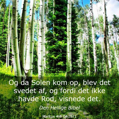 Picture 03 - Markus 4:6 DA1871 - Og da Solen kom op, blev det svedet af, og fordi - Bible Verse Picture