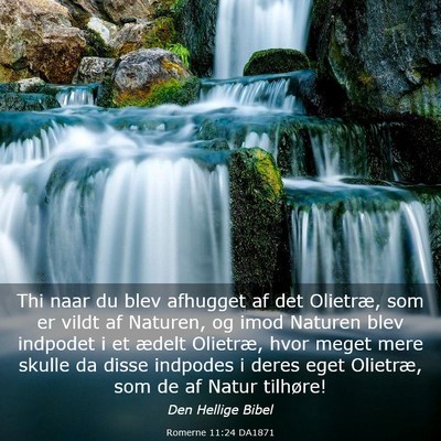 Picture 03 - Romerne 11:24 DA1871 - Thi naar du blev afhugget af det Olietræ, som er - Bible Verse Picture