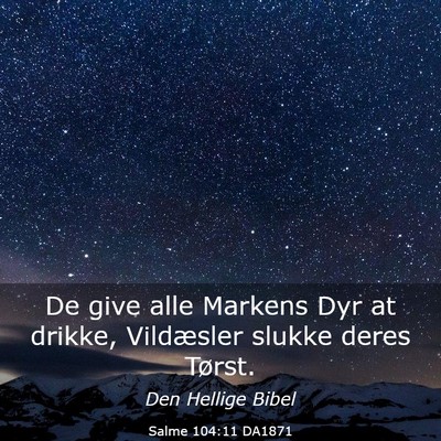 Picture 03 - Salme 104:11 DA1871 - De give alle Markens Dyr at drikke, Vildæsler - Bible Verse Picture