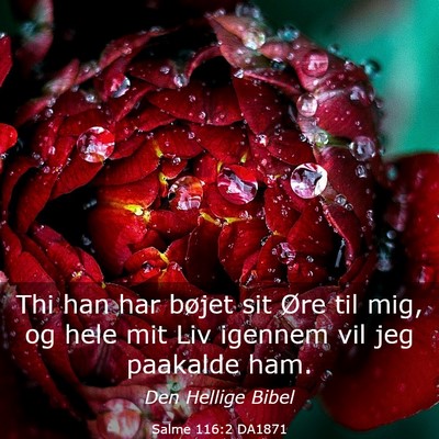 Picture 03 - Salme 116:2 DA1871 - Thi han har bøjet sit Øre til mig, og hele mit - Bible Verse Picture