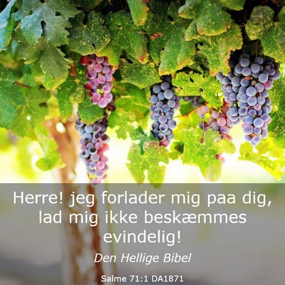 Picture 03 - Salme 71:1 DA1871 - Herre! jeg forlader mig paa dig, lad mig ikke - Bible Verse Picture