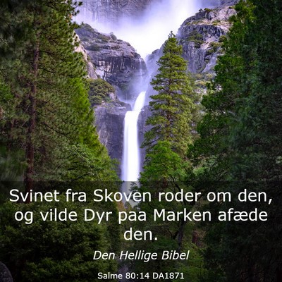 Picture 03 - Salme 80:14 DA1871 - Svinet fra Skoven roder om den, og vilde Dyr paa - Bible Verse Picture
