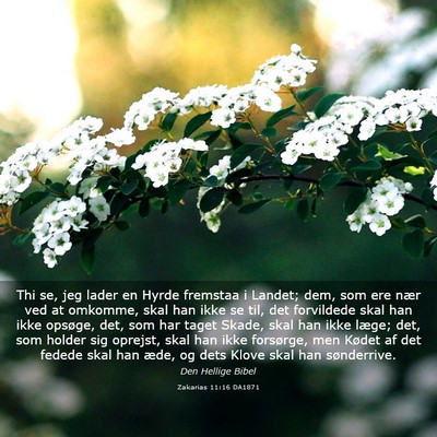 Picture 03 - Zakarias 11:16 DA1871 - Thi se, jeg lader en Hyrde fremstaa i Landet; - Bible Verse Picture