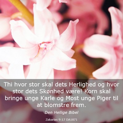 Picture 03 - Zakarias 9:17 DA1871 - Thi hvor stor skal dets Herlighed og hvor stor - Bible Verse Picture