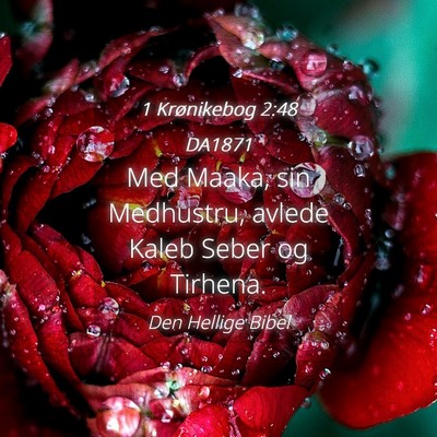 Picture 04 - 1 Krønikebog 2:48 DA1871 - Med Maaka, sin Medhustru, avlede Kaleb Seber og - Bible Verse Picture