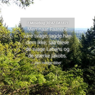 Picture 04 - 1 Mosebog 30:42 DA1871 - Men naar Faarene vare svage, lagde han dem ikke; - Bible Verse Picture