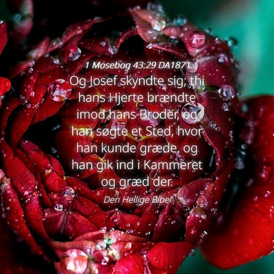 Picture 04 - 1 Mosebog 43:29 DA1871 - Og Josef skyndte sig; thi hans Hjerte brændte - Bible Verse Picture