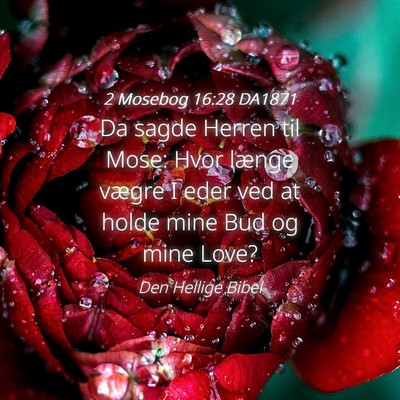 Picture 04 - 2 Mosebog 16:28 DA1871 - Da sagde Herren til Mose: Hvor længe vægre I - Bible Verse Picture