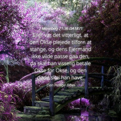 Picture 04 - 2 Mosebog 21:36 DA1871 - Eller var det vitterligt, at den Okse plejede - Bible Verse Picture