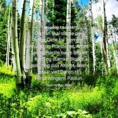 Picture 04 - 3 Mosebog 1:5 DA1871 - Og han skal slagte den unge Okse for Herrens - Bible Verse Picture
