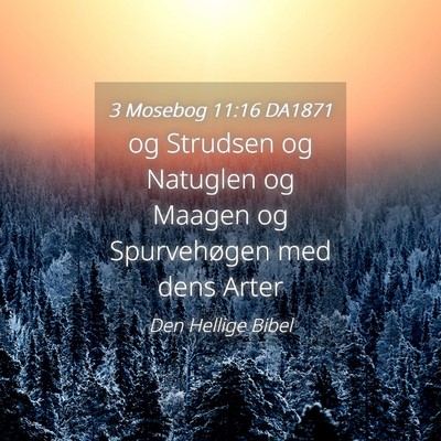 Picture 04 - 3 Mosebog 11:16 DA1871 - og Strudsen og Natuglen og Maagen og Spurvehøgen - Bible Verse Picture