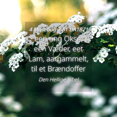 Picture 04 - 4 Mosebog 7:81 DA1871 - een ung Okse, een Væder, eet Lam, aargammelt, - Bible Verse Picture