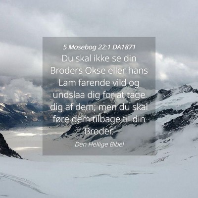Picture 04 - 5 Mosebog 22:1 DA1871 - Du skal ikke se din Broders Okse eller hans Lam - Bible Verse Picture