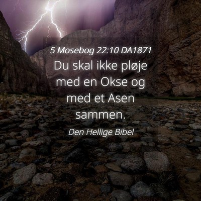 Picture 04 - 5 Mosebog 22:10 DA1871 - Du skal ikke pløje med en Okse og med et Asen - Bible Verse Picture