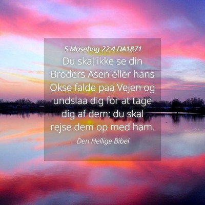 Picture 04 - 5 Mosebog 22:4 DA1871 - Du skal ikke se din Broders Asen eller hans Okse - Bible Verse Picture