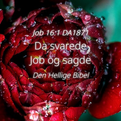 Picture 04 - Job 16:1 DA1871 - Da svarede Job og - Bible Verse Picture