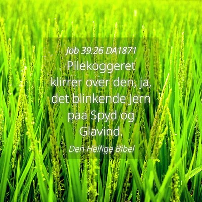 Picture 04 - Job 39:26 DA1871 - Pilekoggeret klirrer over den, ja, det blinkende - Bible Verse Picture