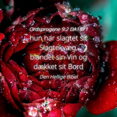 Picture 04 - Ordsprogene 9:2 DA1871 - hun har slagtet sit Slagtekvæg, blandet sin Vin - Bible Verse Picture