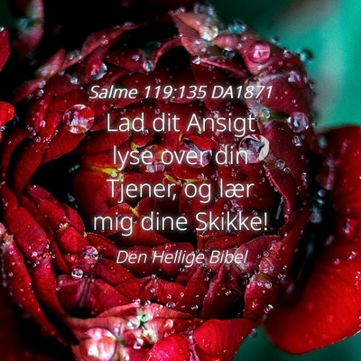 Picture 04 - Salme 119:135 DA1871 - Lad dit Ansigt lyse over din Tjener, og lær mig - Bible Verse Picture