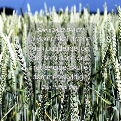 Picture 04 - Salme 34:22 DA1871 - Ulykken skal dræbe den ugudelige, og de, som - Bible Verse Picture