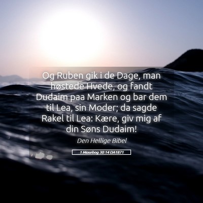 Picture 05 - 1 Mosebog 30:14 DA1871 - Og Ruben gik i de Dage, man høstede Hvede, og - Bible Verse Picture