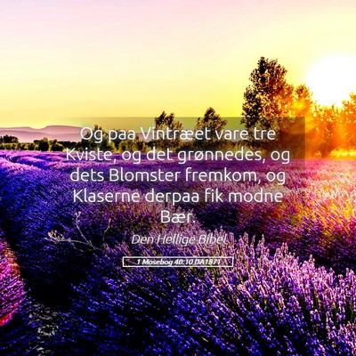 Picture 05 - 1 Mosebog 40:10 DA1871 - Og paa Vintræet vare tre Kviste, og det - Bible Verse Picture