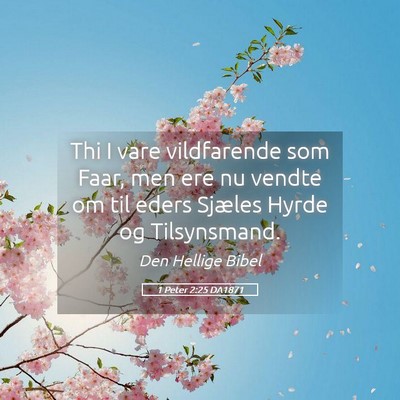 Picture 05 - 1 Peter 2:25 DA1871 - Thi I vare vildfarende som Faar, men ere nu - Bible Verse Picture