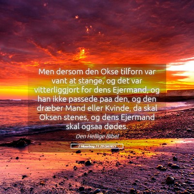 Picture 05 - 2 Mosebog 21:29 DA1871 - Men dersom den Okse tilforn var vant at stange, - Bible Verse Picture