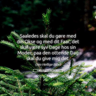 Picture 05 - 2 Mosebog 22:30 DA1871 - Saaledes skal du gøre med din Okse og med dit - Bible Verse Picture