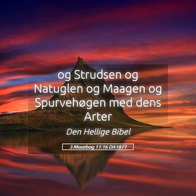 Picture 05 - 3 Mosebog 11:16 DA1871 - og Strudsen og Natuglen og Maagen og Spurvehøgen - Bible Verse Picture