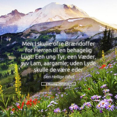 Picture 05 - 4 Mosebog 29:8 DA1871 - Men I skulle ofre Brændoffer for Herren til en - Bible Verse Picture