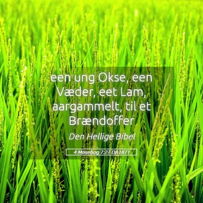 Picture 05 - 4 Mosebog 7:27 DA1871 - een ung Okse, een Væder, eet Lam, aargammelt, - Bible Verse Picture