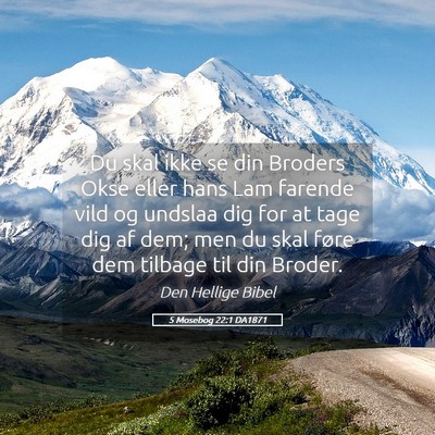 Picture 05 - 5 Mosebog 22:1 DA1871 - Du skal ikke se din Broders Okse eller hans Lam - Bible Verse Picture