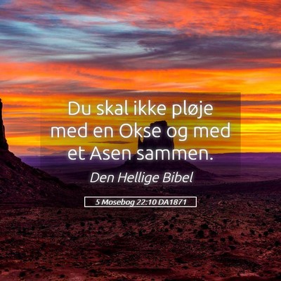 Picture 05 - 5 Mosebog 22:10 DA1871 - Du skal ikke pløje med en Okse og med et Asen - Bible Verse Picture