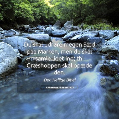 Picture 05 - 5 Mosebog 28:38 DA1871 - Du skal udføre megen Sæd paa Marken, men du - Bible Verse Picture