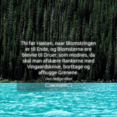 Picture 05 - Esajas 18:5 DA1871 - Thi før Høsten, naar Blomstringen er til Ende, - Bible Verse Picture
