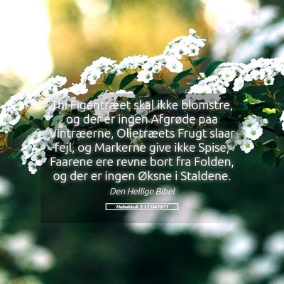 Picture 05 - Habakkuk 3:17 DA1871 - Thi Figentræet skal ikke blomstre, og der er - Bible Verse Picture