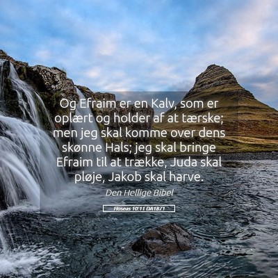Picture 05 - Hoseas 10:11 DA1871 - Og Efraim er en Kalv, som er oplært og holder af - Bible Verse Picture