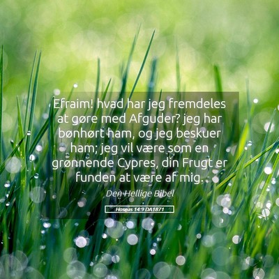 Picture 05 - Hoseas 14:9 DA1871 - Efraim! hvad har jeg fremdeles at gøre med - Bible Verse Picture