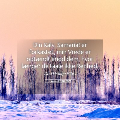 Picture 05 - Hoseas 8:5 DA1871 - Din Kalv, Samaria! er forkastet, min Vrede er - Bible Verse Picture