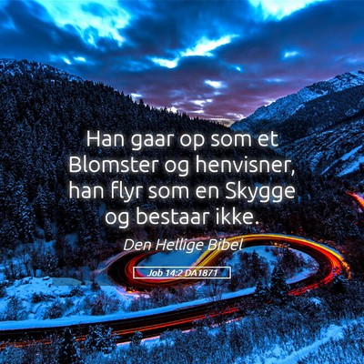 Picture 05 - Job 14:2 DA1871 - Han gaar op som et Blomster og henvisner, han - Bible Verse Picture