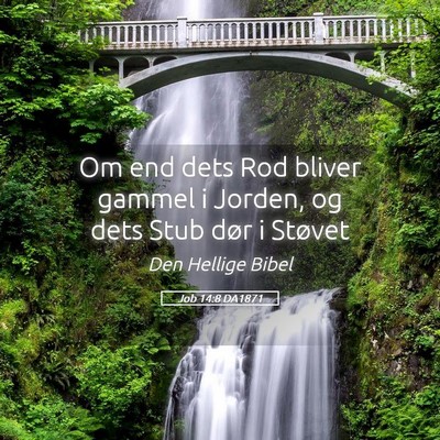Picture 05 - Job 14:8 DA1871 - Om end dets Rod bliver gammel i Jorden, og dets - Bible Verse Picture