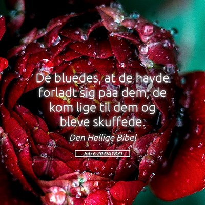 Picture 05 - Job 6:20 DA1871 - De bluedes, at de havde forladt sig paa dem; de - Bible Verse Picture