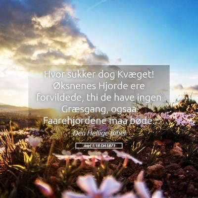 Picture 05 - Joel 1:18 DA1871 - Hvor sukker dog Kvæget! Øksnenes Hjorde ere - Bible Verse Picture
