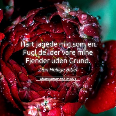 Picture 05 - Klagesangene 3:52 DA1871 - Hart jagede mig som en Fugl de, der vare mine - Bible Verse Picture