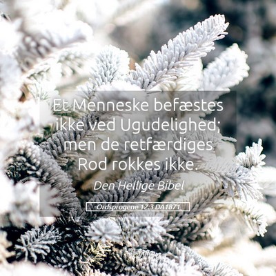 Picture 05 - Ordsprogene 12:3 DA1871 - Et Menneske befæstes ikke ved Ugudelighed; men - Bible Verse Picture