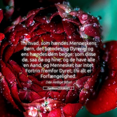 Picture 05 - Prædikeren 3:19 DA1871 - Thi hvad, som hændes Menneskens Børn, det - Bible Verse Picture