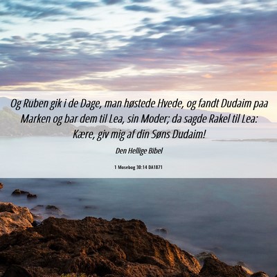 Picture 06 - 1 Mosebog 30:14 DA1871 - Og Ruben gik i de Dage, man høstede Hvede, og - Bible Verse Picture