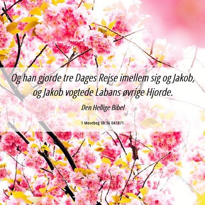 Picture 06 - 1 Mosebog 30:36 DA1871 - Og han gjorde tre Dages Rejse imellem sig og - Bible Verse Picture