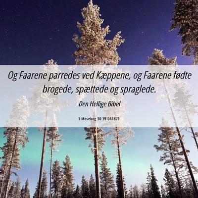 Picture 06 - 1 Mosebog 30:39 DA1871 - Og Faarene parredes ved Kæppene, og Faarene - Bible Verse Picture